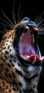 Leopard roaring with mouth open, showcasing teeth and whiskers on a black background.