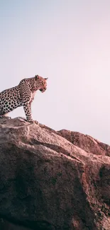 Leopard on rock with a soft gradient sky backdrop.