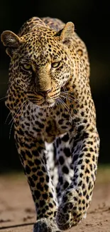 Leopard walking on savanna path with intense gaze.