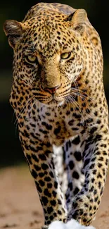 Majestic leopard walking with intense gaze in natural habitat.