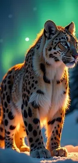 Majestic leopard illuminated by Northern Lights.