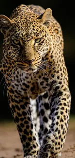 Majestic leopard walking towards the camera, perfect for a phone wallpaper.