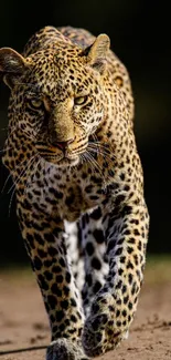 Leopard confidently walking on a sandy path in the wild.