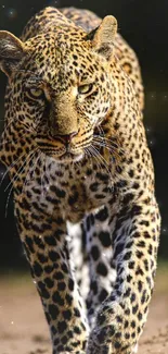 Close-up of a leopard walking towards the camera, showcasing its majestic features.