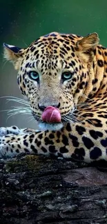 Leopard resting on rock, gazing ahead.