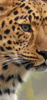 Majestic leopard close-up wallpaper featuring detailed fur pattern.