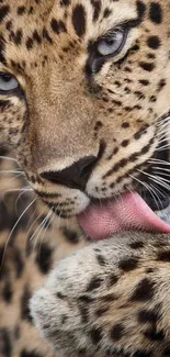 Majestic leopard licking paw with intense gaze.