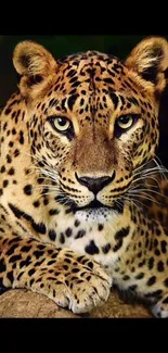 Majestic leopard lying on rock in vivid detail, brown and golden tones.