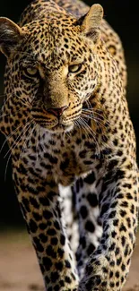 Majestic leopard walking forward with intense gaze, showcasing detailed fur pattern.