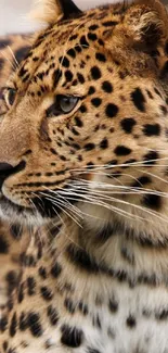 Majestic leopard in natural setting for mobile wallpaper.