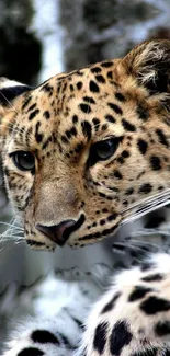 Close-up of a leopard's face in a natural setting.