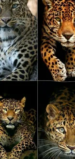 Four images of leopards showcasing their intense and majestic presence.