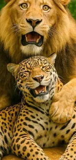 Lion and leopard sitting together in jungle.