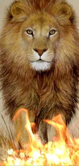 Majestic lion artwork for mobile wallpaper.