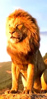 Majestic lion sitting on a rock during sunrise with a golden glow.