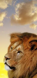 Majestic lion with orange sky background.