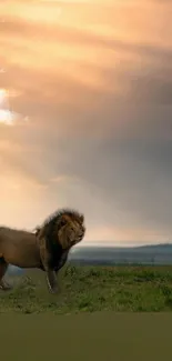 Majestic lion standing on grassland under a glowing sunset sky.