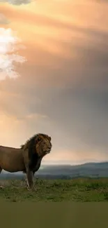 Majestic lion standing under a glowing sunset on the savannah.