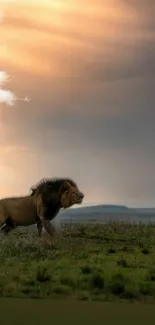 Majestic lion roaming the savannah at sunset.