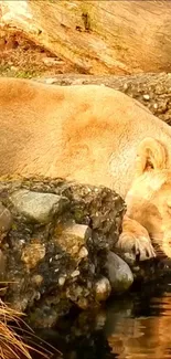 Majestic lion drinking at the water's edge.