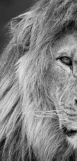 Black and white close-up of a majestic lion's face.