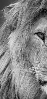 Majestic lion black and white wallpaper for mobile.