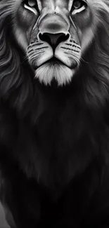 Black and white majestic lion illustration in stunning detail.