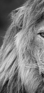 Black and white portrait of a majestic lion's face.