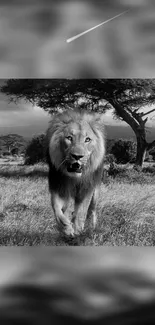 Black and white wallpaper featuring a lion in a savannah landscape.