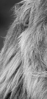 Black and white close-up of a lion's face with a focused gaze.