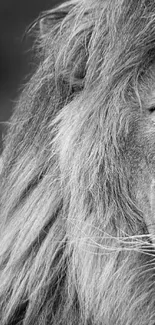 Close-up of a lion's face in black and white, capturing its majestic mane.