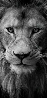 Black and white majestic lion portrait wallpaper.