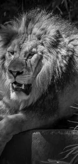 Black and white lion wallpaper showcasing majestic wildlife.