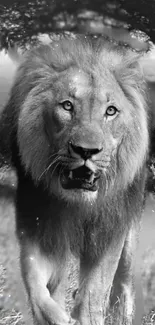 Majestic lion in a black and white wallpaper, capturing wild elegance.