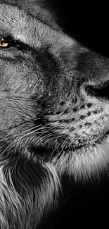 Black and white portrait of a majestic lion's face on a dark background.