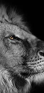 Closeup of a lion's face in black and white with striking eye detail.