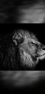 Majestic lion in a dramatic black and white setting, perfect for smartphone wallpaper.