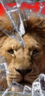 Lion with broken glass effect on a vibrant red background.