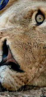 Close-up of a majestic lion's face, resting in nature.