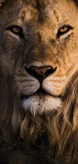 Close-up of a majestic lion with a detailed brown mane.