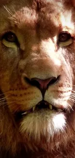 Close-up of a majestic lion's face, highlighting its fierce, powerful gaze.