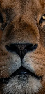 Close-up majestic lion face for mobile wallpaper.