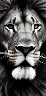 Close-up of a majestic lion in black and white tones.