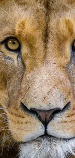 Close-up of a majestic lion staring directly.