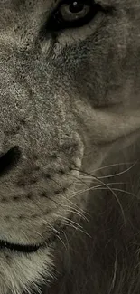 Close-up of a majestic lion's face highlighting its eye.