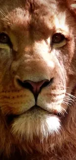 Close-up of a majestic lion's face with rich brown shades.