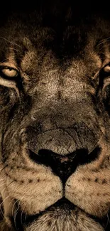 Close-up of a majestic lion face in dark brown tones, showcasing its fierce eyes.