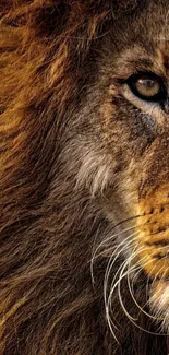 Close-up of a majestic lion's face with a brown mane, perfect for phone wallpaper.