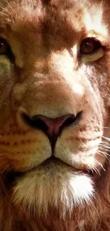 Close-up of a majestic lion's face, highlighting its powerful features.