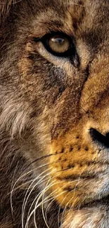 Close-up image of a majestic lion's face for mobile wallpaper.